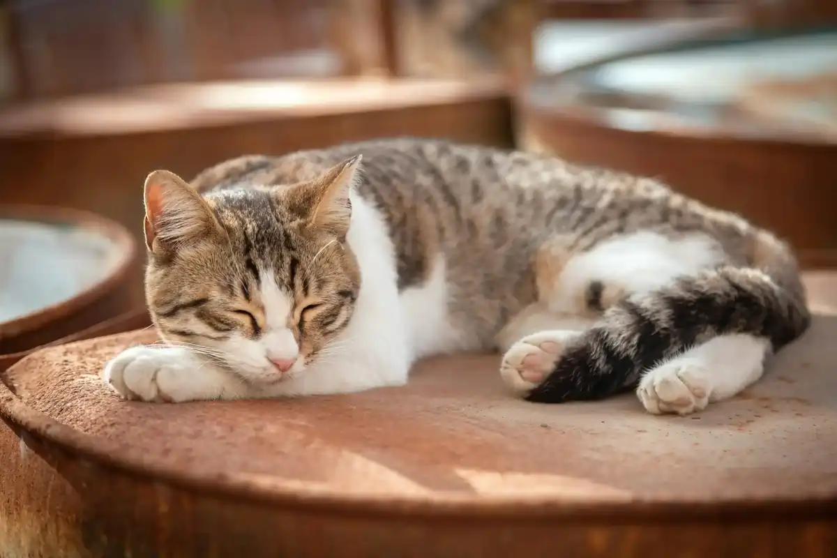 Why Outdoor Adventures Boost Mental Wellbeing